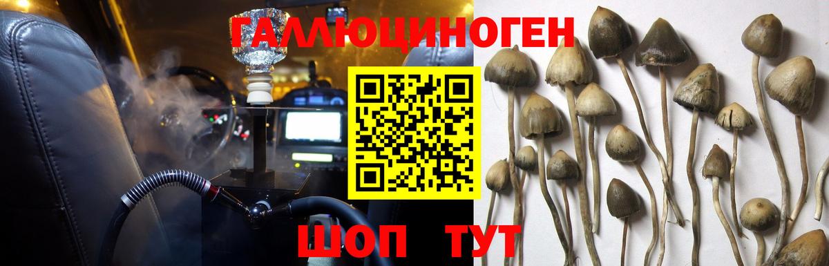 Псилоцибиновые грибы Psilocybine cubensis Лосино-Петровский